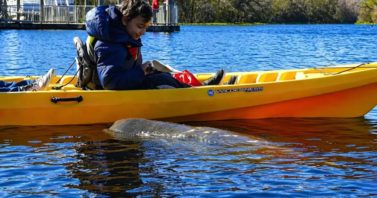 A child in a kayak paddling over a manatee in clear spring water near Orlando