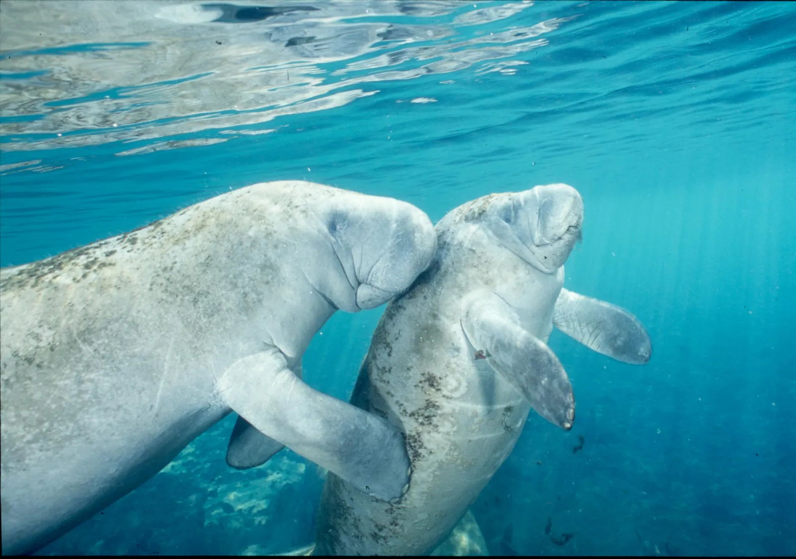 Two manatees nuzzling each other in clear blue spring water just below the surface
