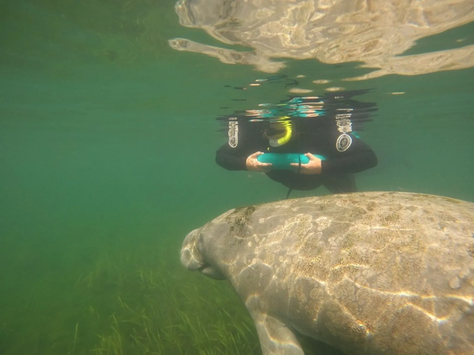 Snorkeler in a wetsuit floating at the surface above a manatee grazing over seagrass