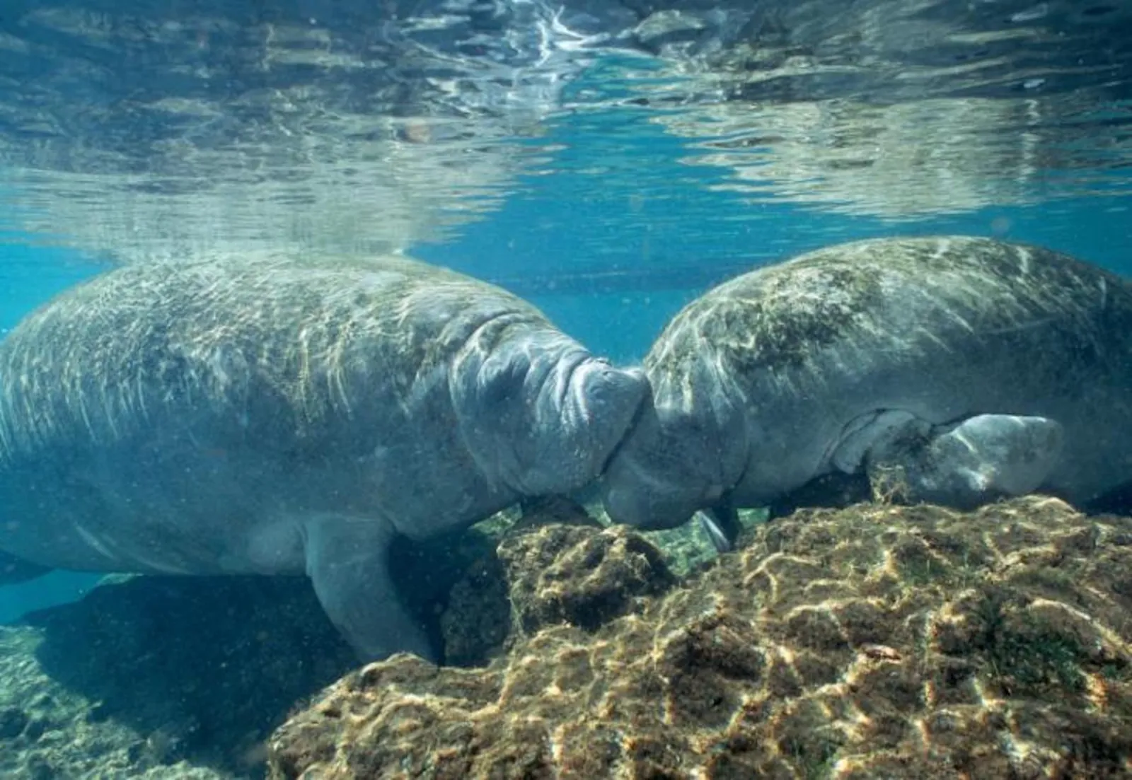 Pair of manatees touching noses above a rocky spring bed