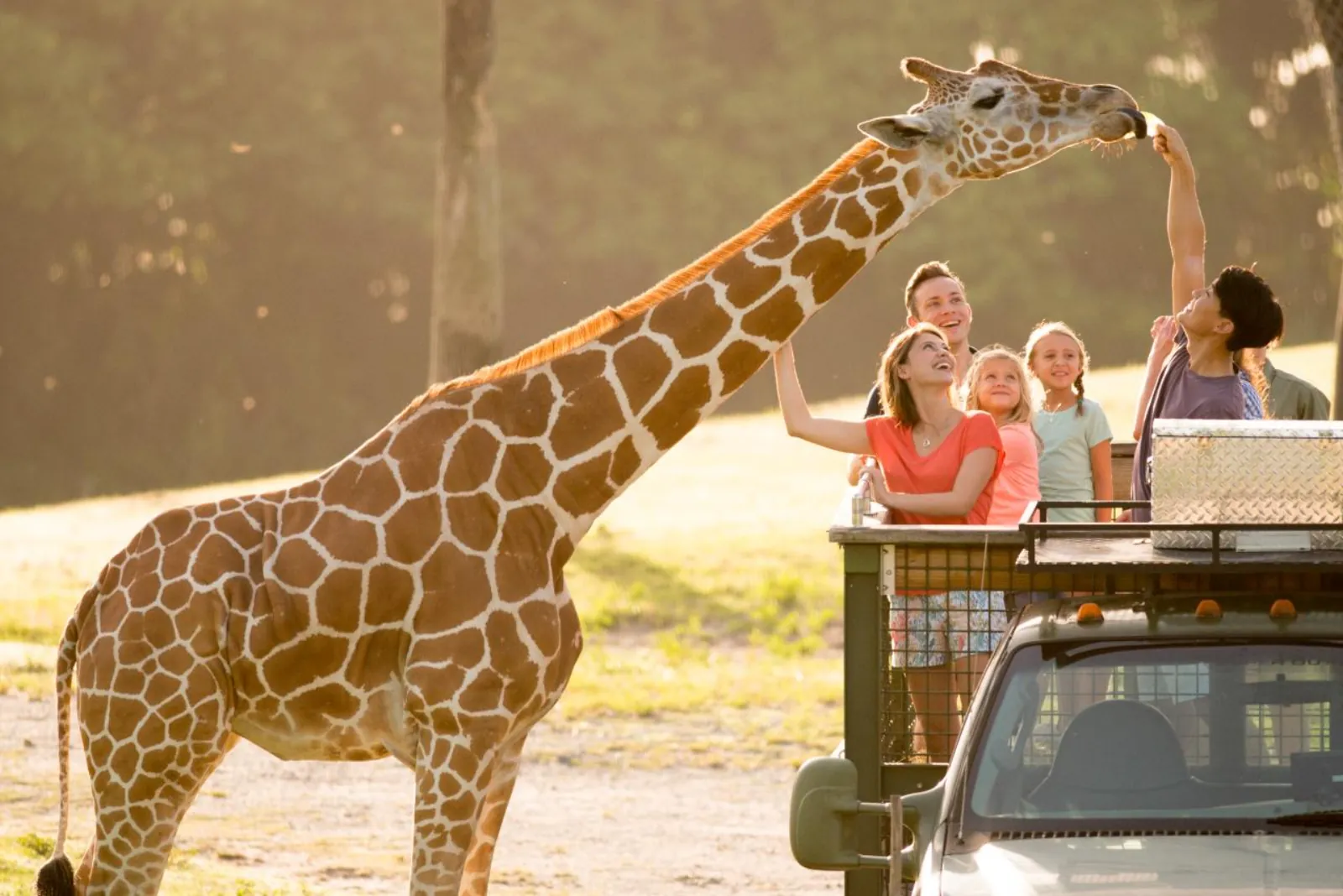 Family on an open-air safari truck feeding a giraffe that leans in toward them