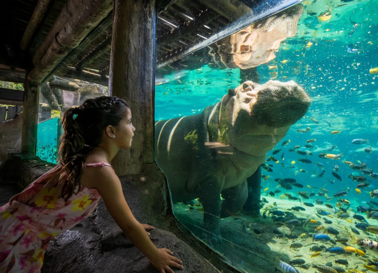 Girl watching a hippo through a large underwater viewing window surrounded by fish