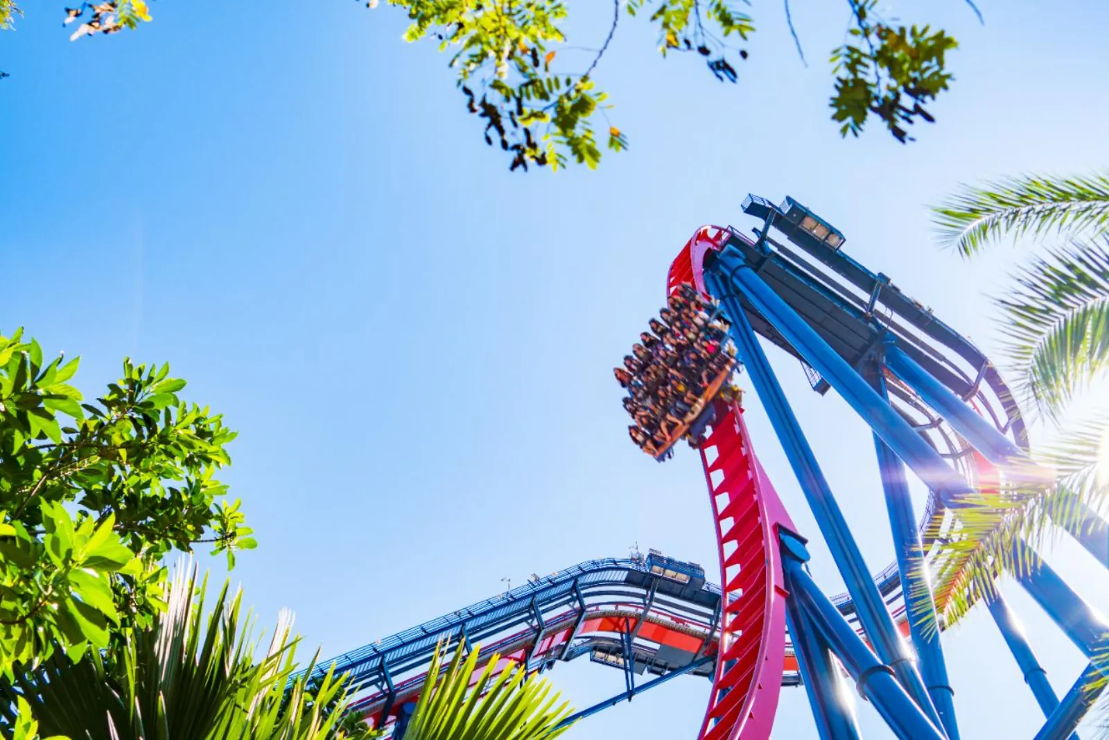 SheiKra train holding at the edge of its vertical drop, seen from below through palm fronds