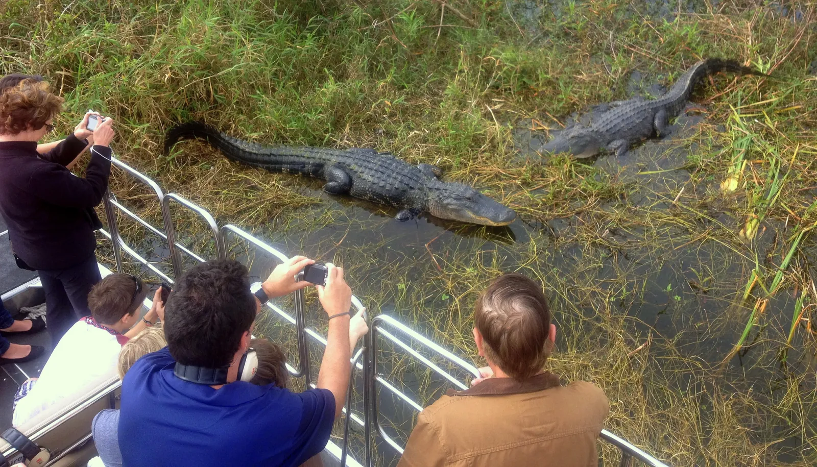 Passengers photographing two alligators lying in the reeds beside their airboat
