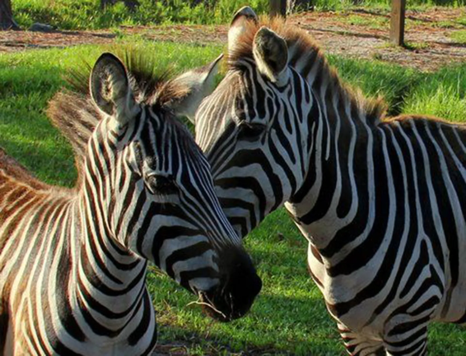 Two zebras standing close together on grass in the wildlife park