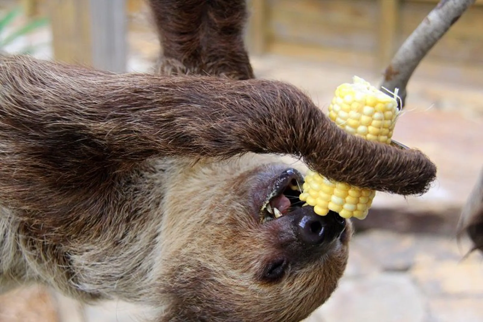 Sloth hanging upside down and eating a piece of corn on the cob