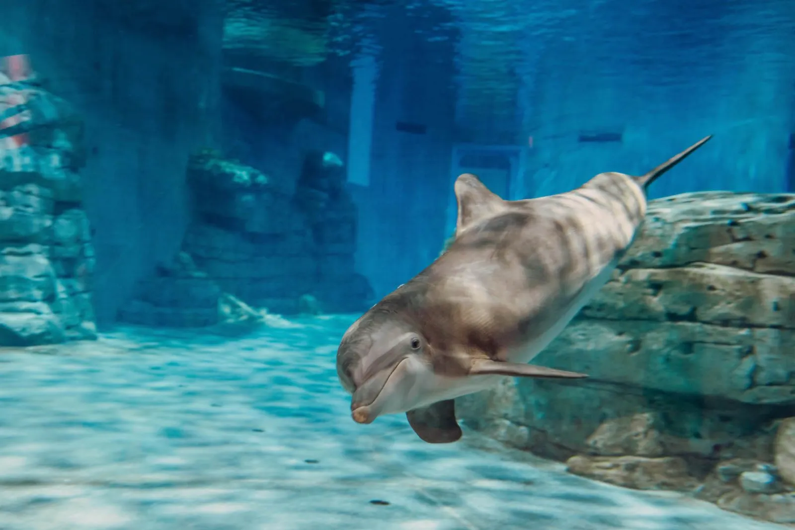 Bottlenose dolphin swimming toward an underwater viewing window at the aquarium