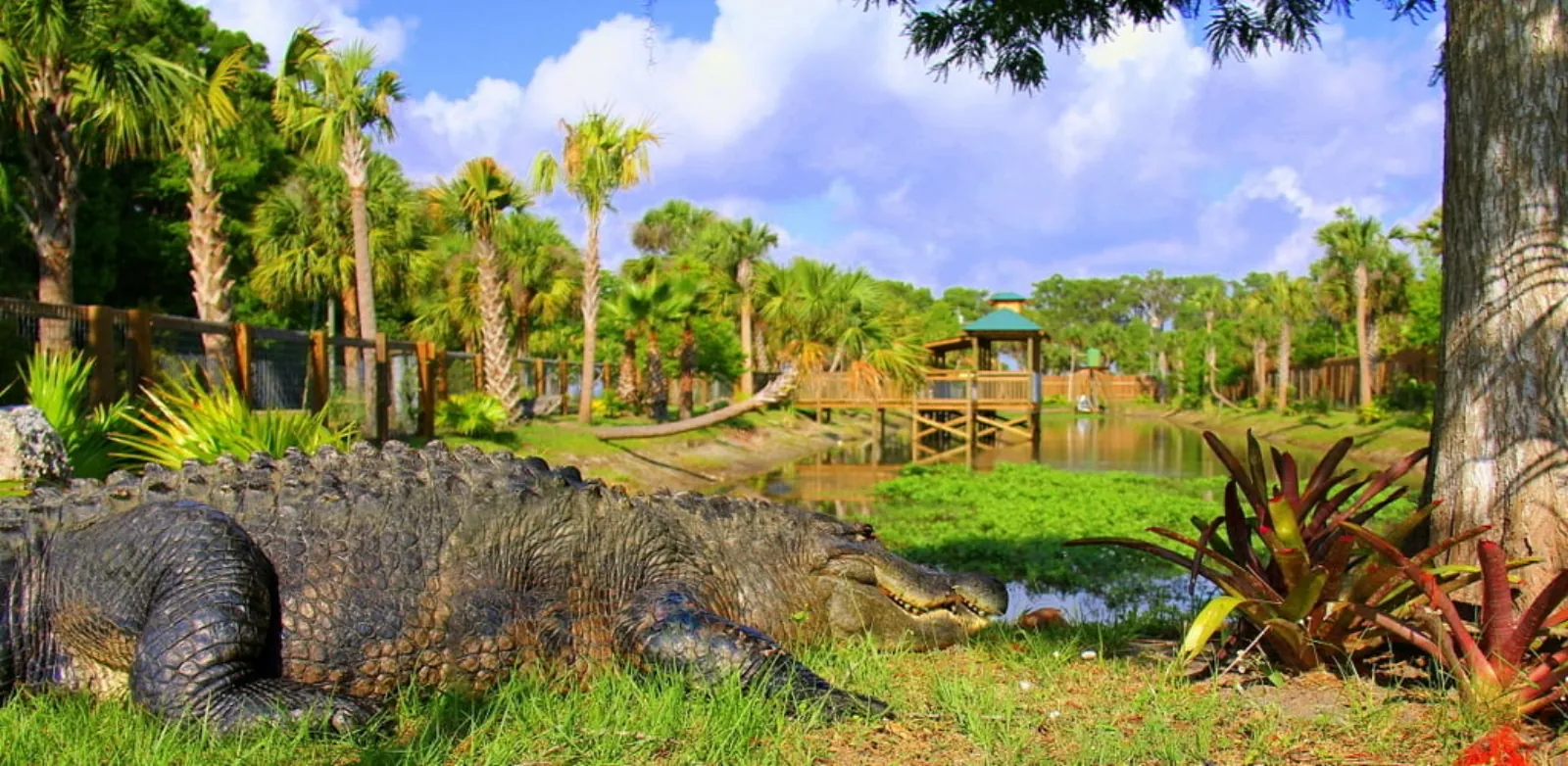 Large alligator resting on the grass beside a lagoon and a wooden boardwalk gazebo