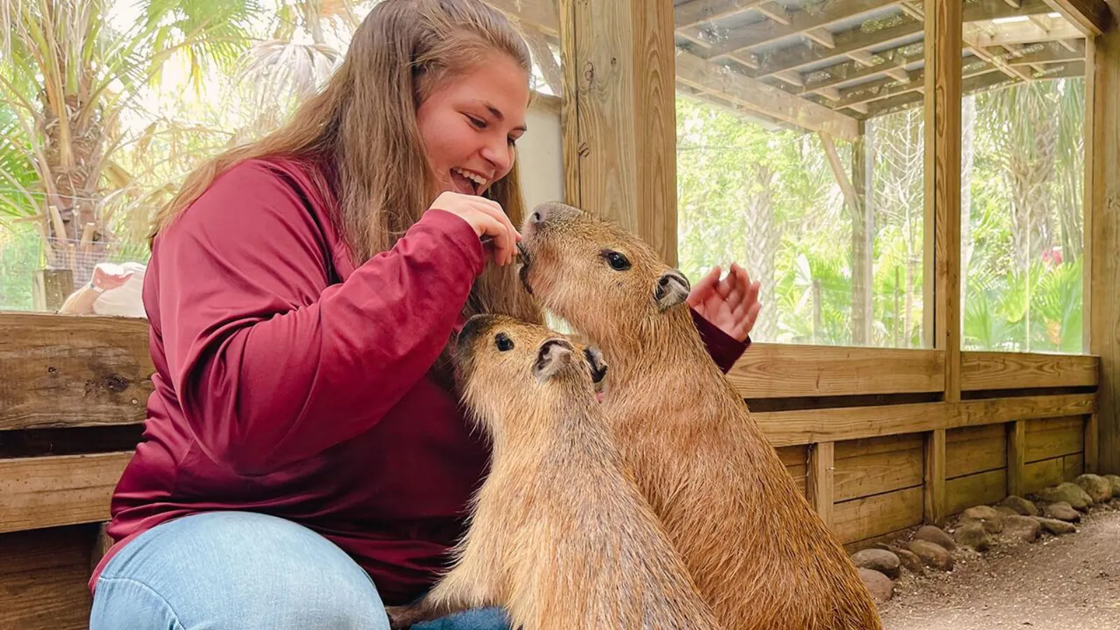 Visitor hand-feeding two capybaras inside a wooden encounter enclosure