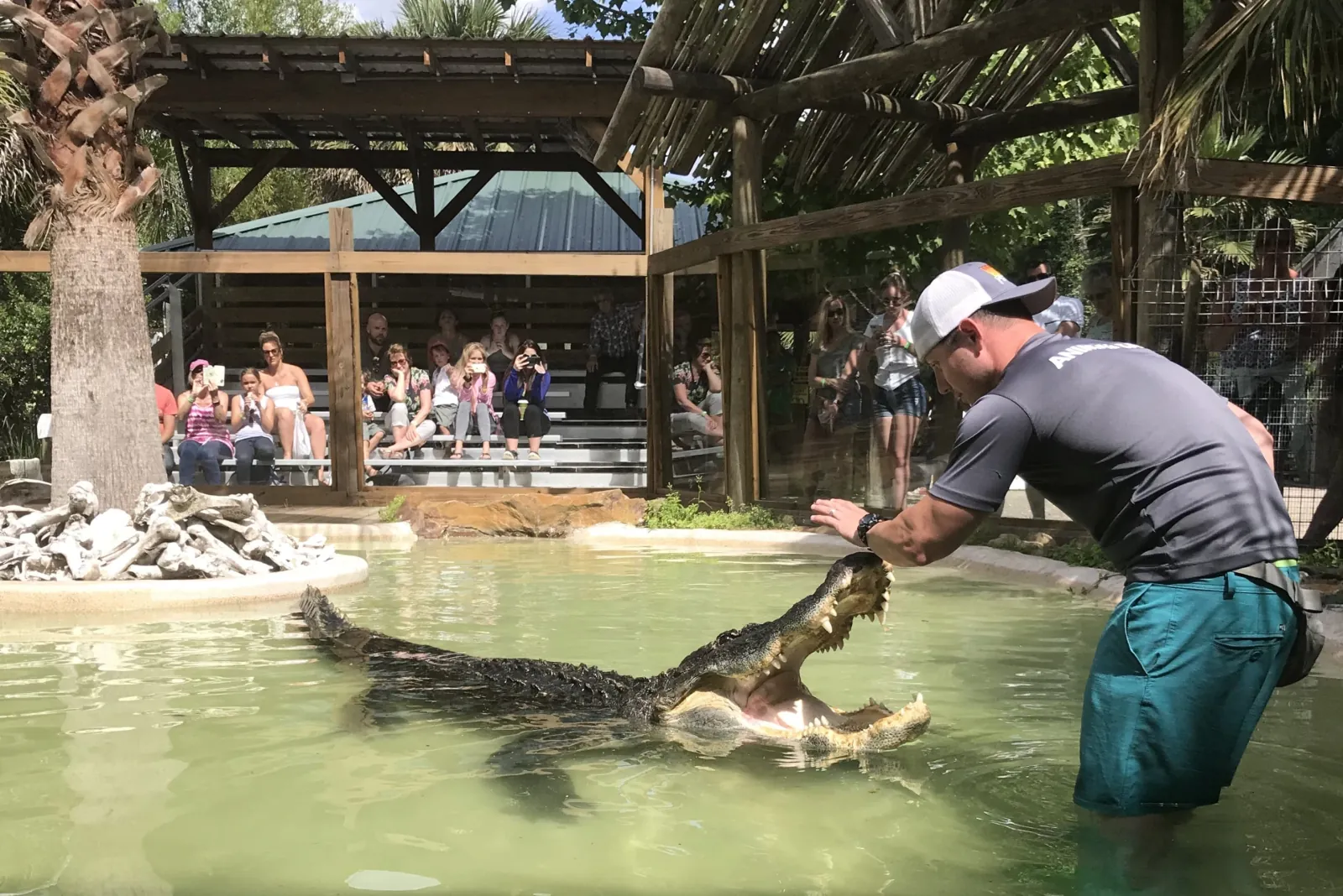 Handler holding food over an open-jawed alligator in a pool as visitors watch from shaded bleachers
