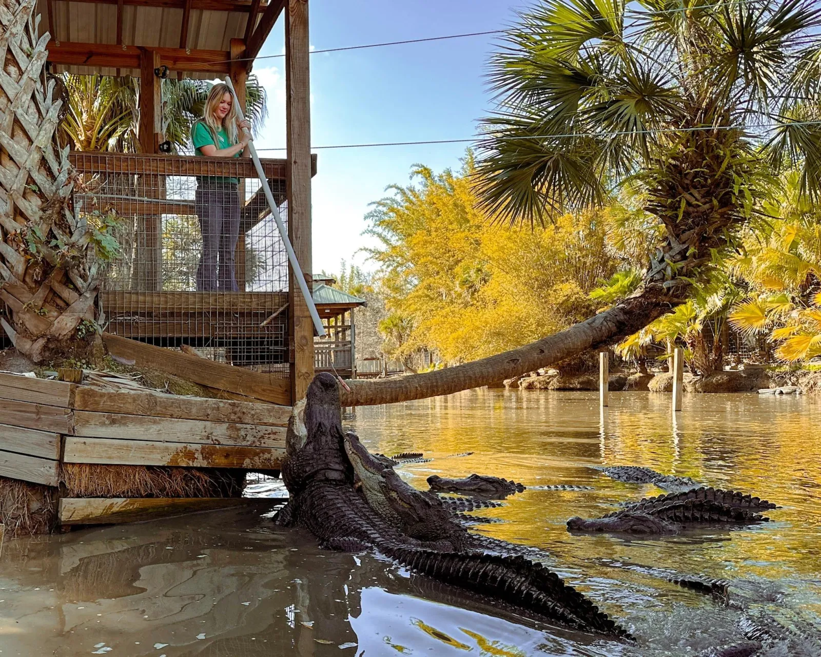 Keeper on a raised platform feeding a group of alligators with a long pole