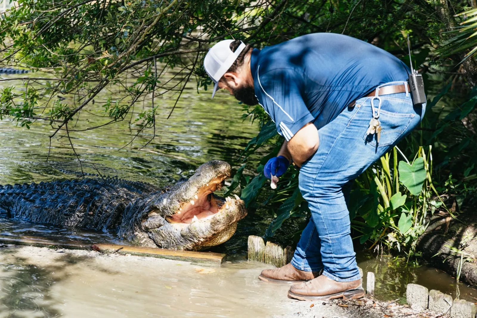 Keeper in a cap leaning over an alligator with its jaws wide open at the water's edge