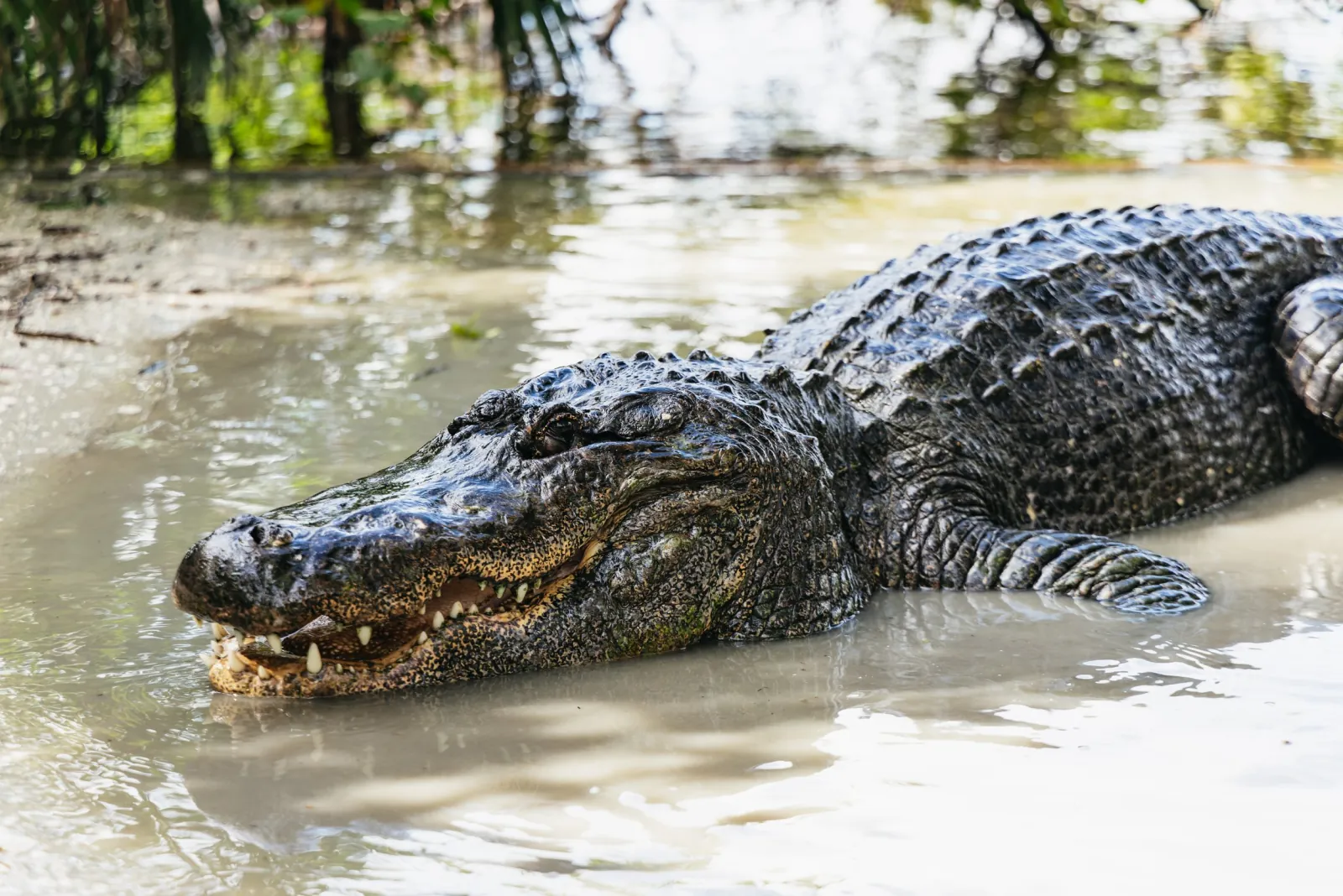 Close-up of a large alligator resting in shallow muddy water