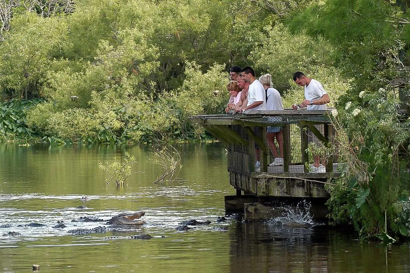 Visitors on a wooden overlook watching alligators crowd the marsh water below