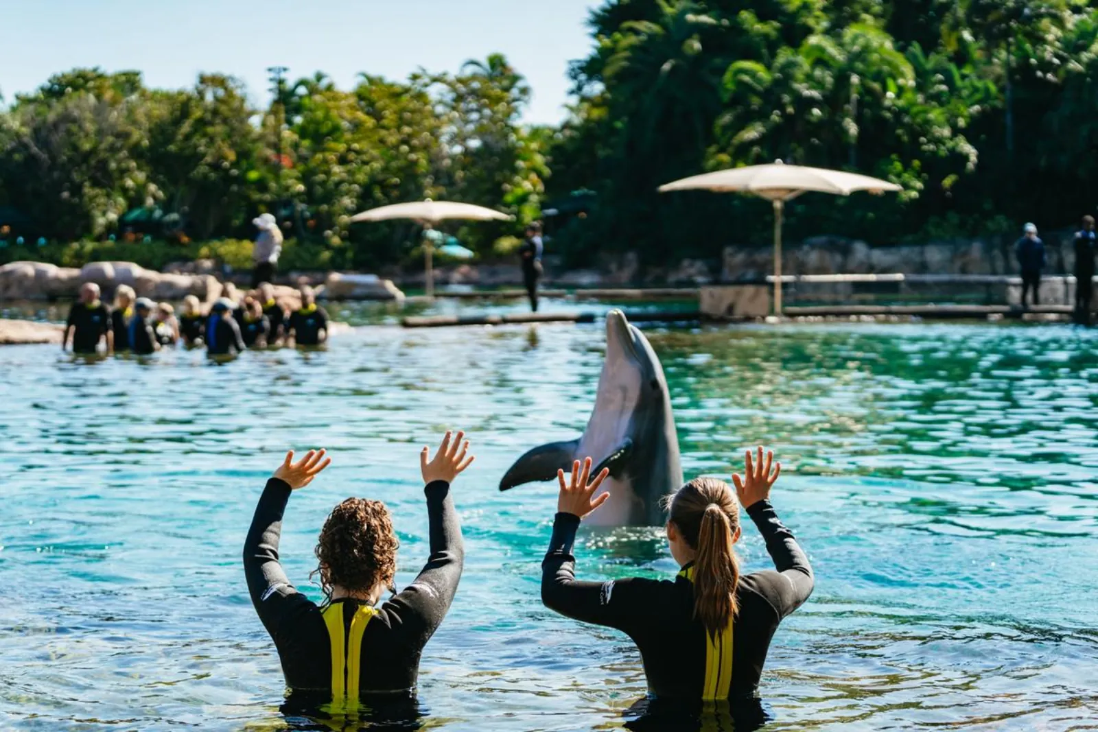 Two guests in wetsuits raising their hands as a dolphin rises out of the lagoon