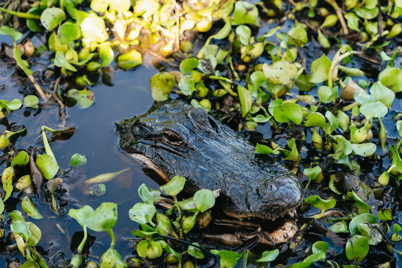 Alligator head surfacing among floating water hyacinth leaves