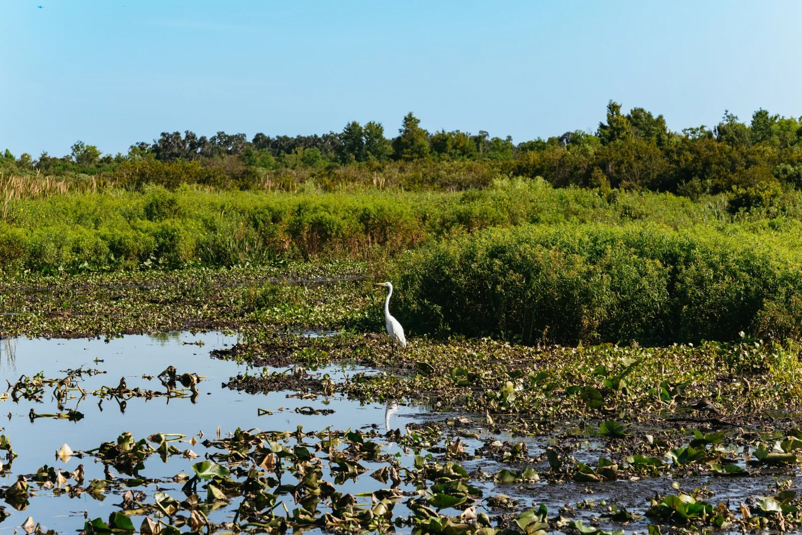 Great egret standing in a lily-covered marsh in front of dense green shrubs