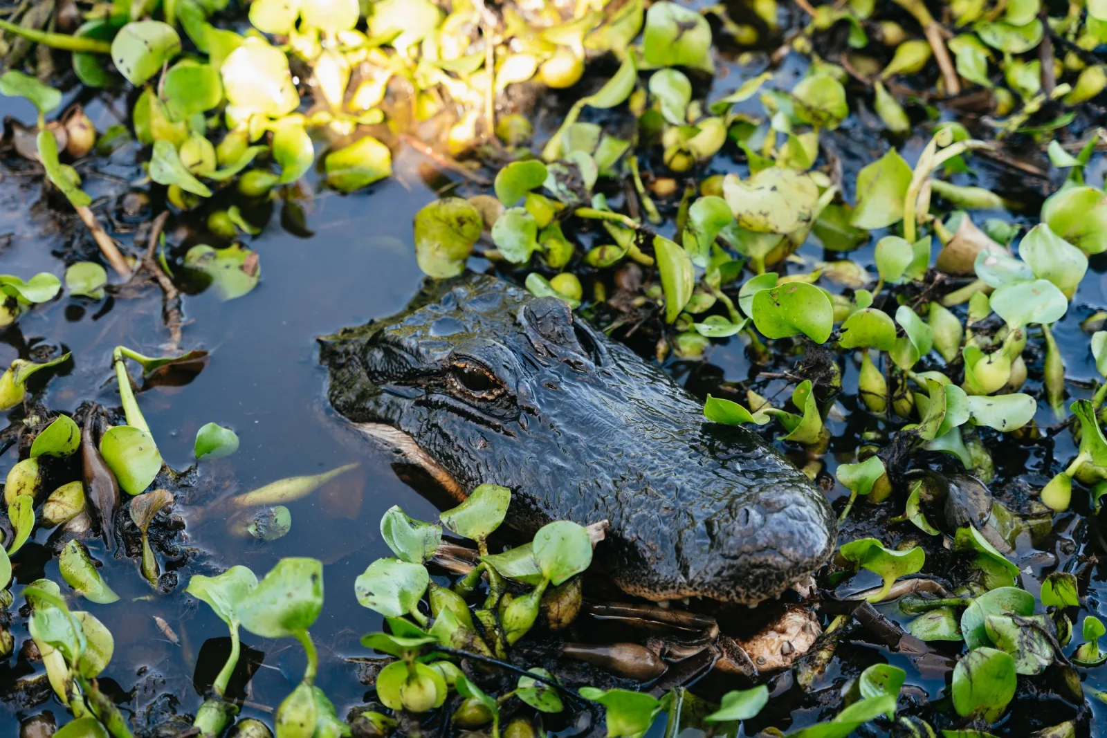 Kissimmee: Everglades Airboat Adventure Tour