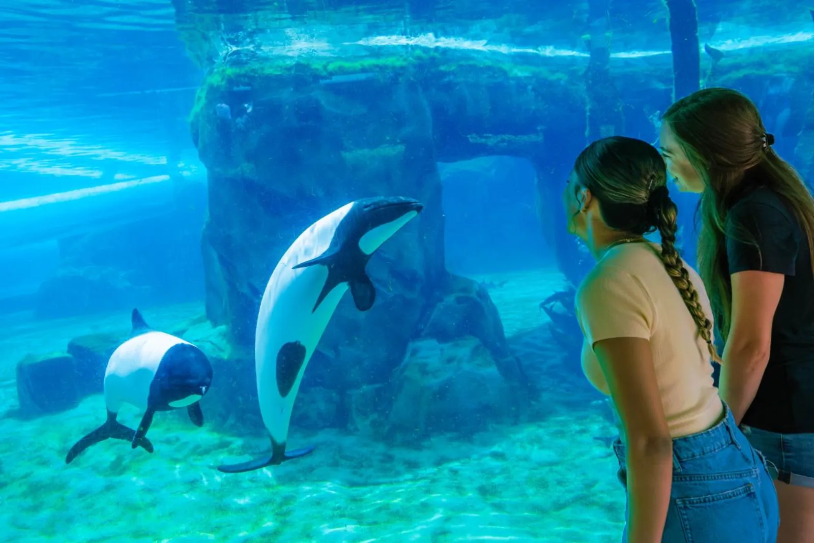 Two women watching black-and-white Commerson's dolphins swim past an underwater viewing window