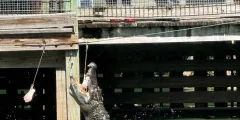 Guest photo from review