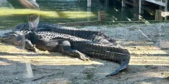 Guest photo from review