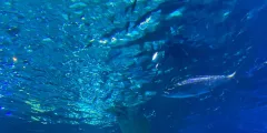 Guest photo from review
