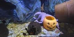 Guest photo from review